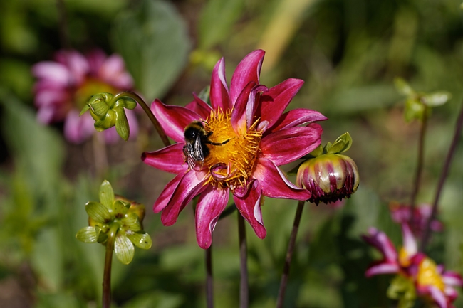 Jardin des Impressionnistes-094